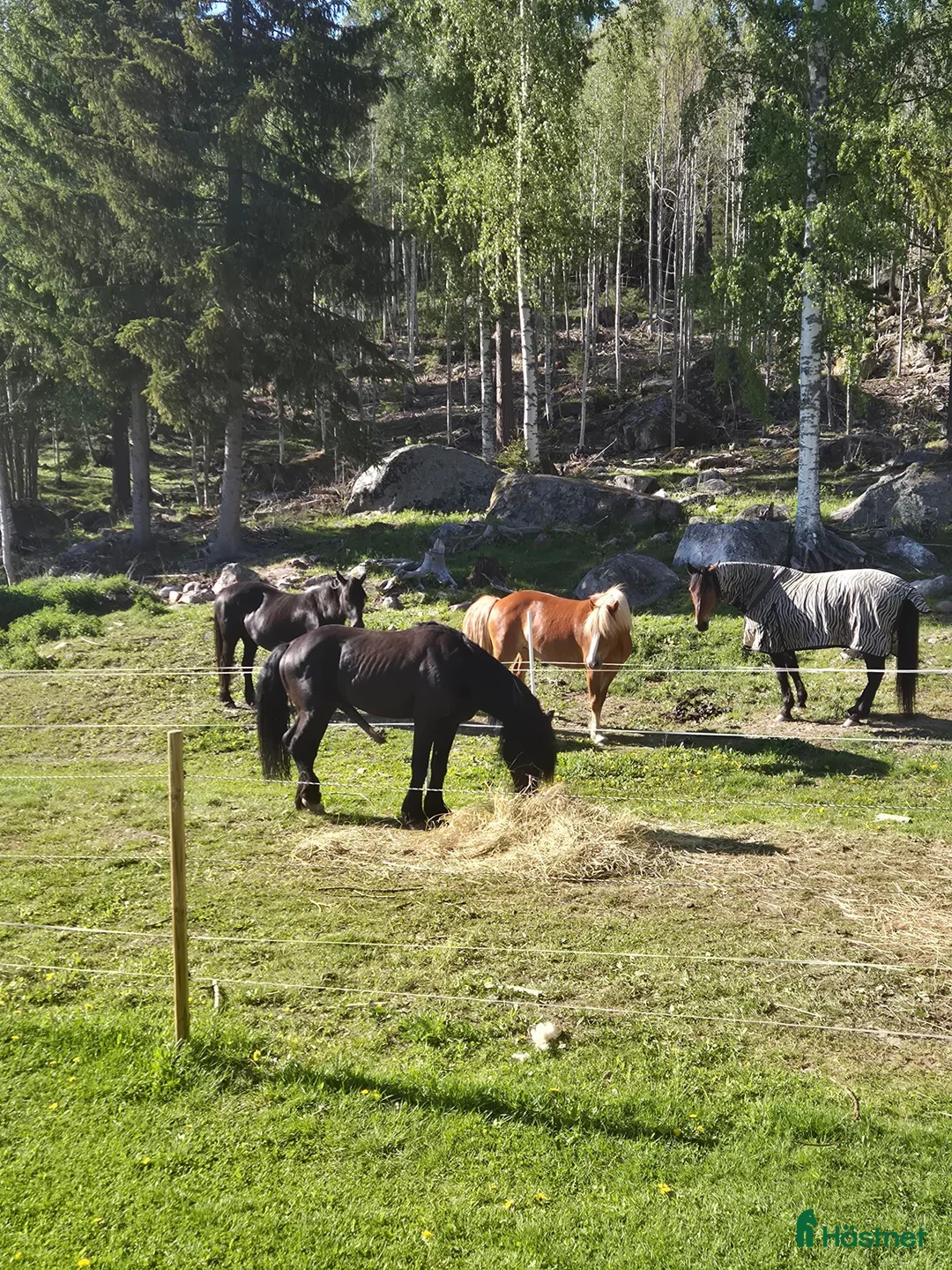 Allround hästar sökes: Medryttare i Vallsta - Annons 2