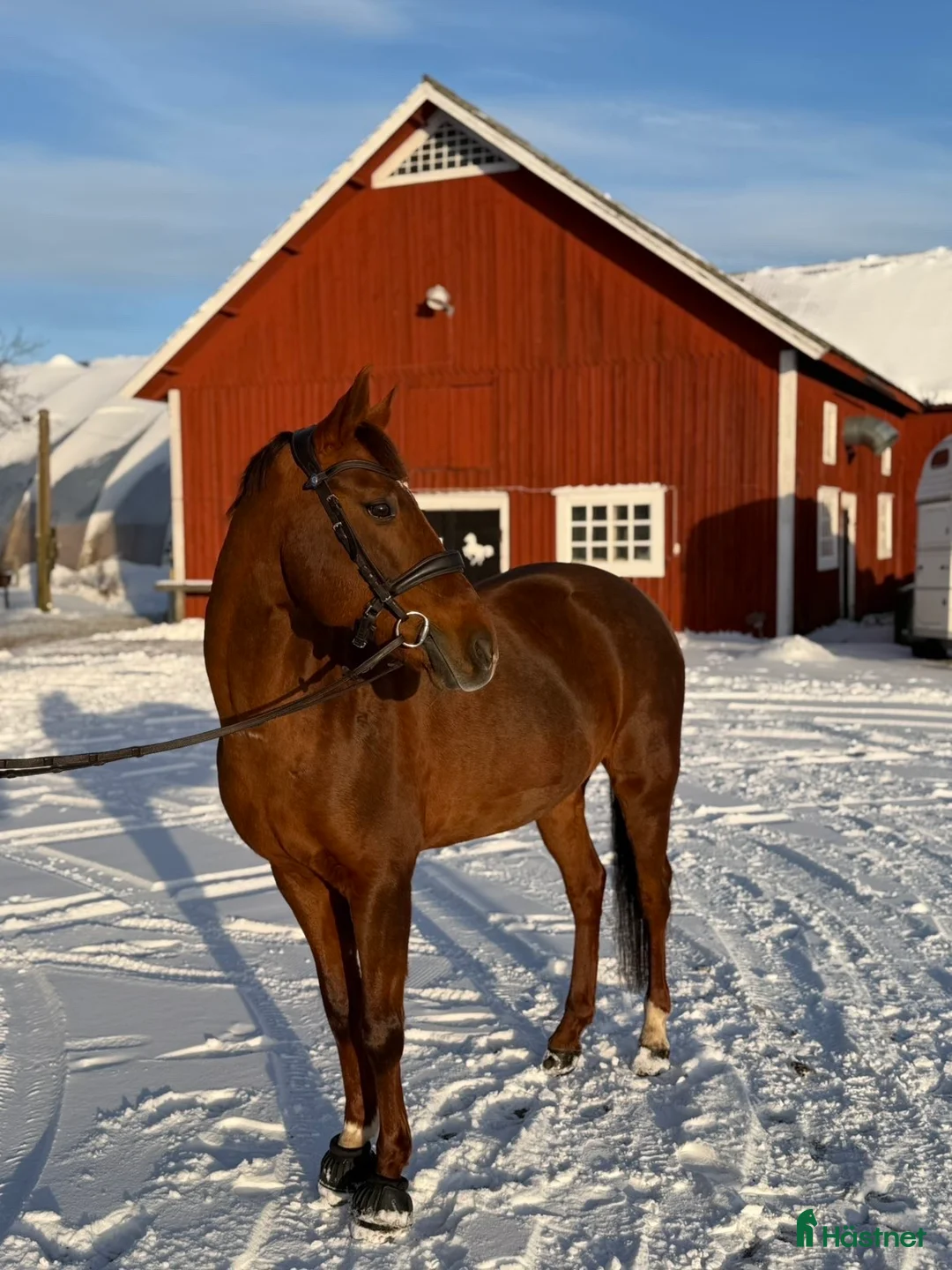 Hoppning hästar till salu: Hoppglad ponny - Annons 1