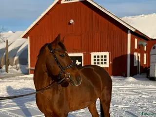 hästar Hoppglad ponny - Annons 3