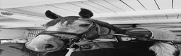 Allround hästar till salu: Saga PRE korsning - Annons 3