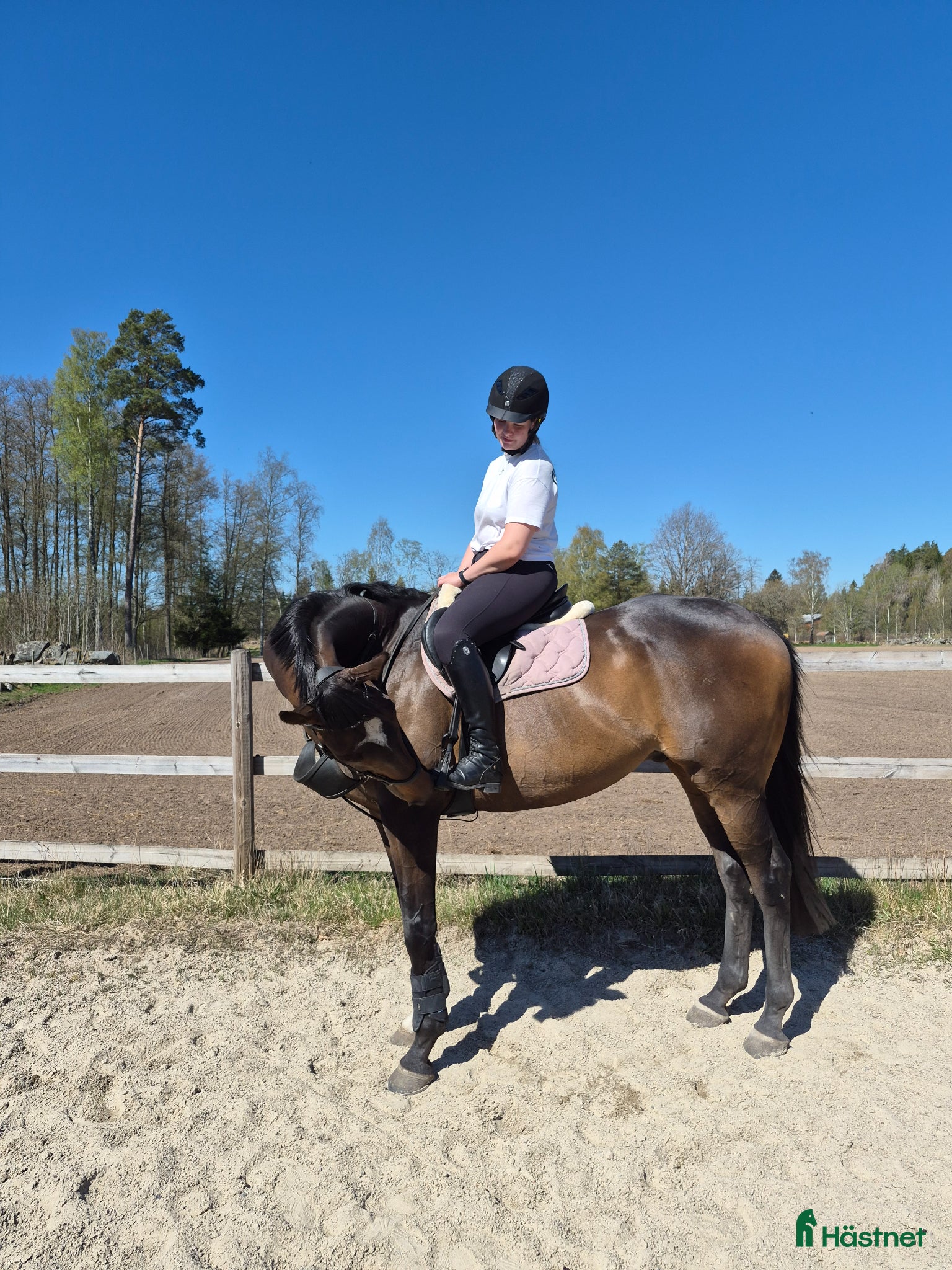 hästar Underbar fullblodsvalack - Annons 2