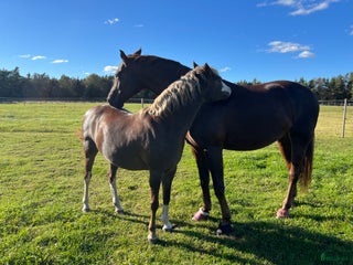 hästservice Hästmassör och hästlymfmassör finns i Sjövik - Annons 8