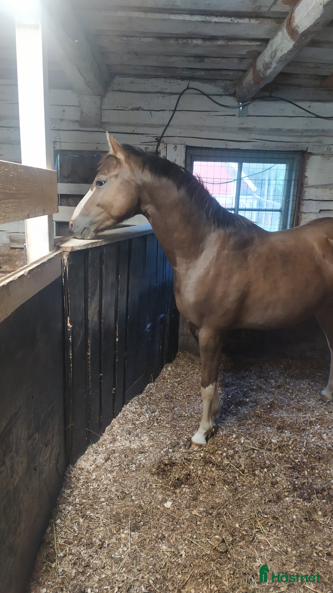 Allround hästar till salu: Fin ponny till nedsatt pris (se beskrivning) i Varnhem - Annons 2