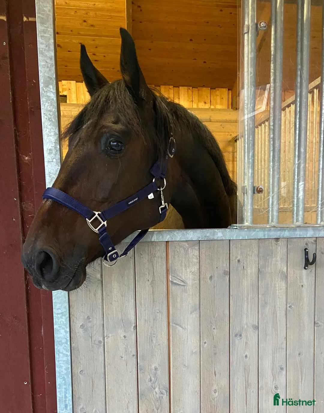 Allround hästar till salu: Underbara Tora söker nytt hem!  - Annons 6