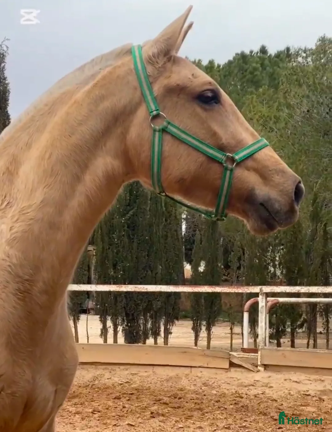 Avelshästar hästar till salu: Palomina PRE avels sto  i Halmstad - Annons 2