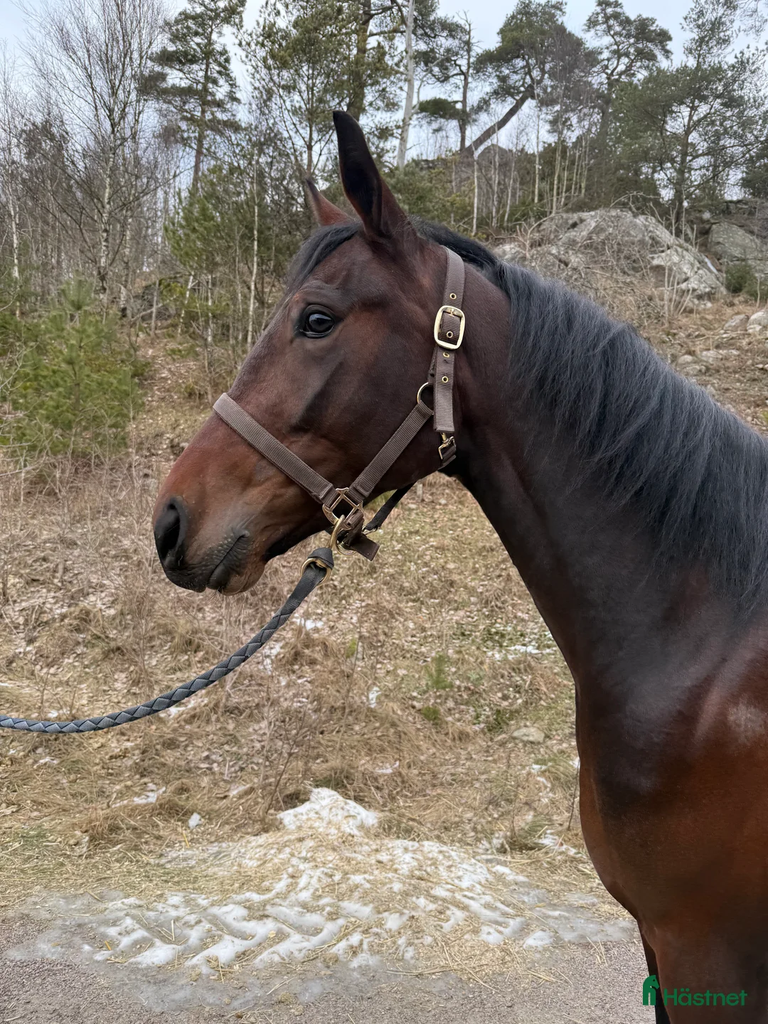 Trav hästar till salu: Fin travare som har framtiden för sig  i Uddevalla - Annons 3