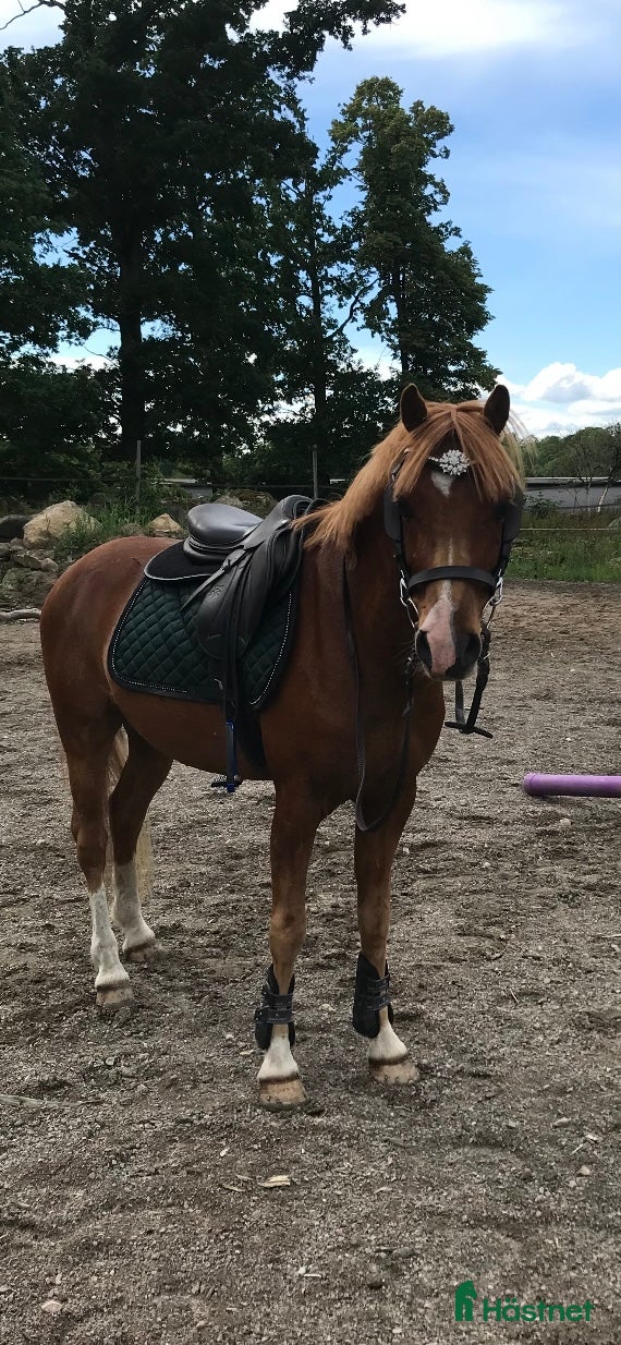  hästar Charmig och snäll B ponny  - Annons 2