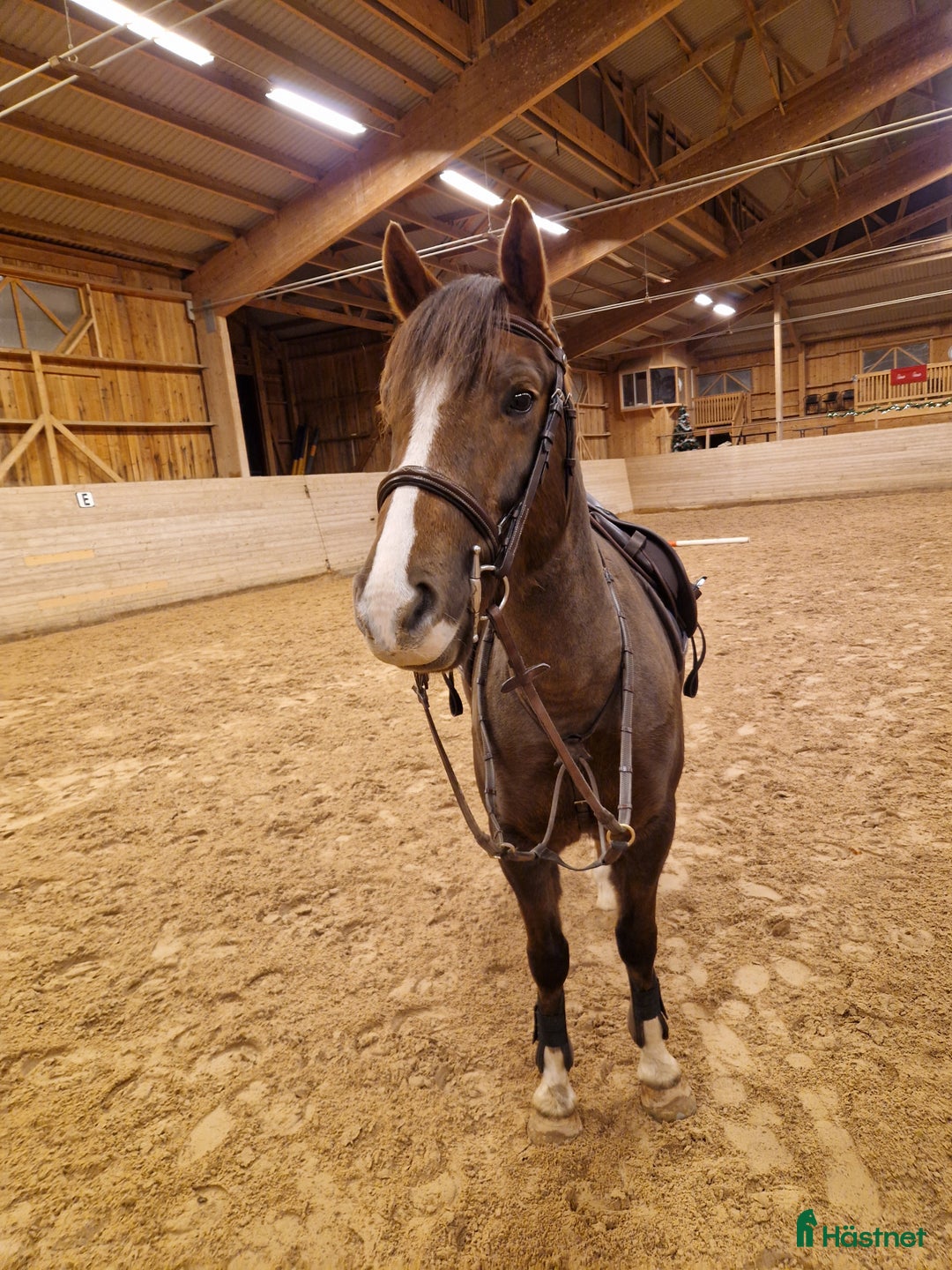 Allround hästar till salu: Fantastisk ponny letar efter sin ryttare i Ödeshög - Annons 5