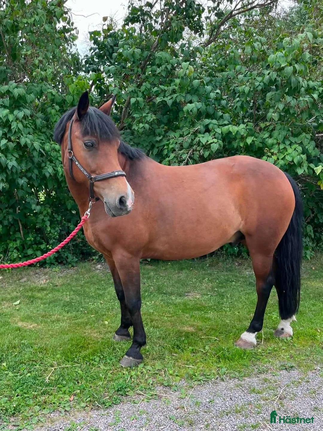 Allround hästar till salu: Trevlig C-ponny söker sin egen ryttare  - Annons 2