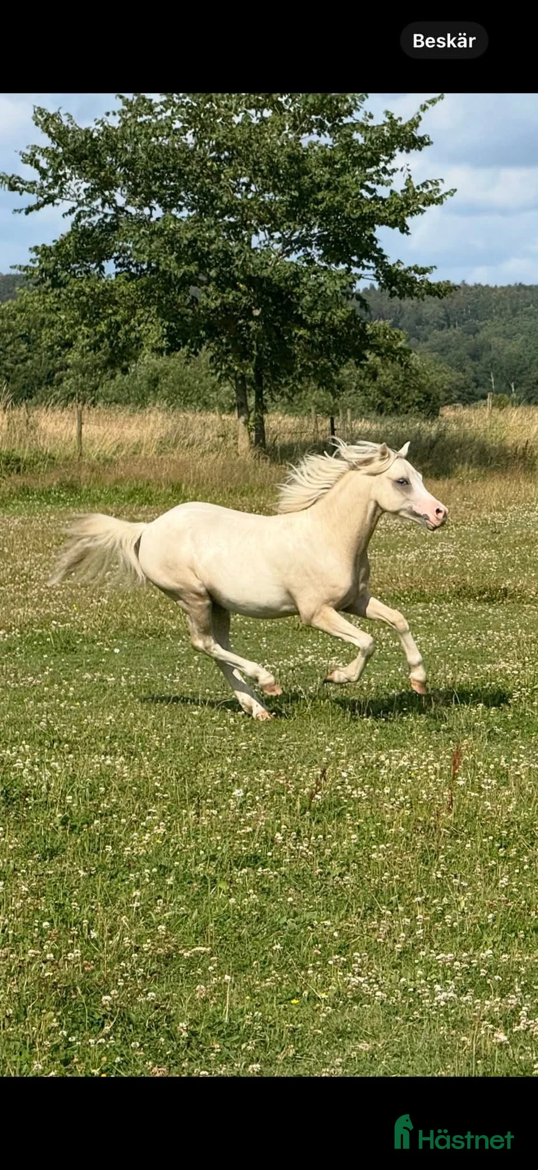 Allround hästar till salu: Vackert och snäll Welsh Mountain  i Veddige - Annons 2