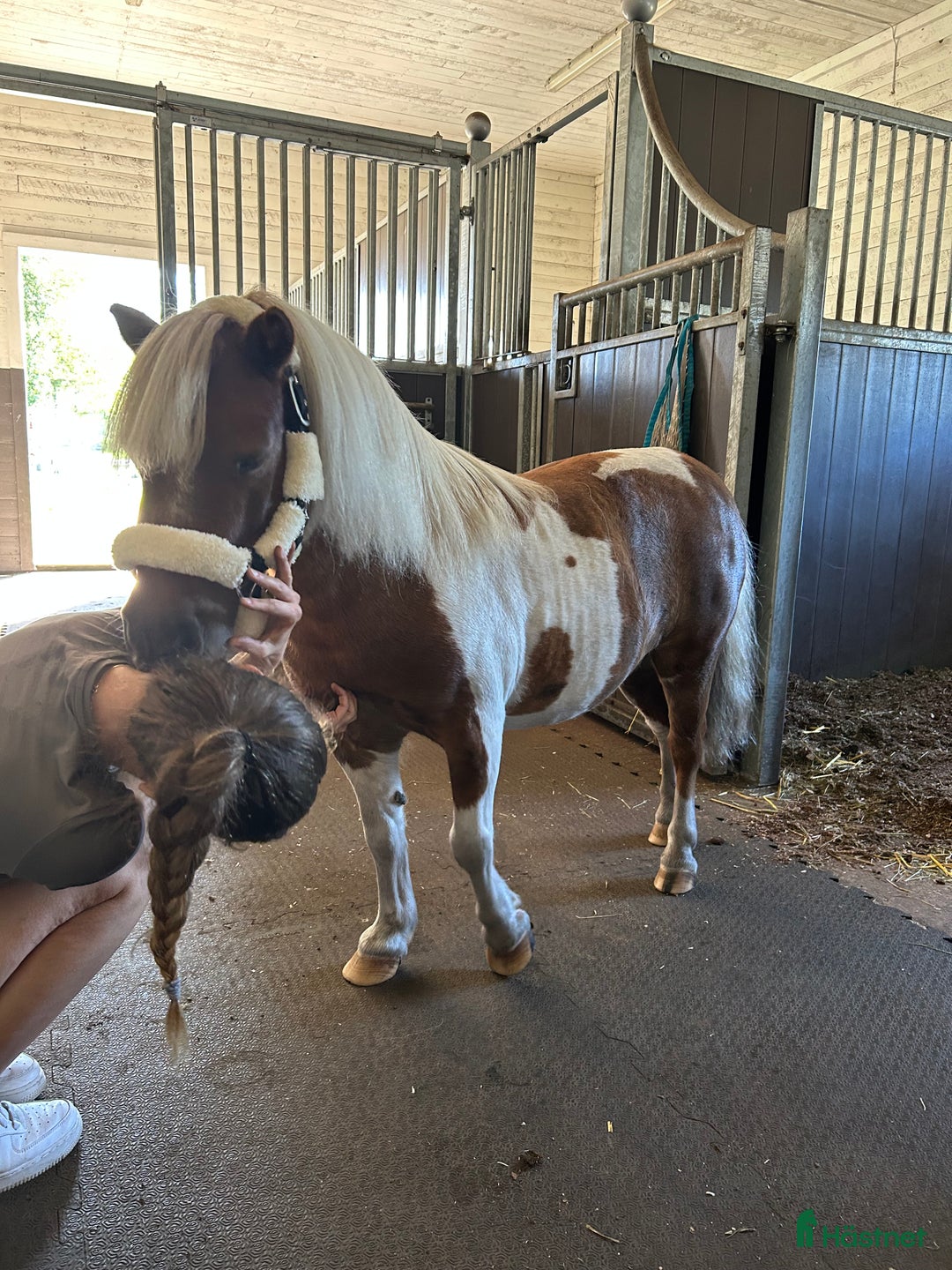 Allround hästar till salu: Bästa lekfarbrorn  i Svenljunga - Annons 8