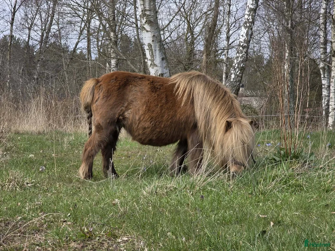 Allround hästar till salu: Härligt ministo - Annons 2