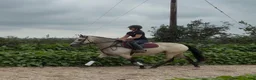 Allround hästar till salu: Beautiful Connemara mare! - Annons 2