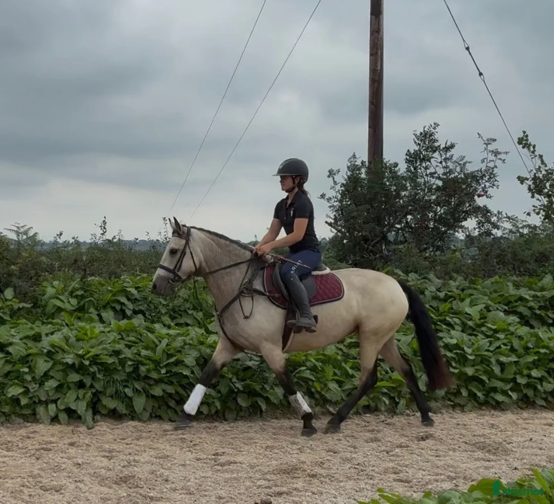 Allround hästar till salu: Beautiful Connemara mare! - Annons 2