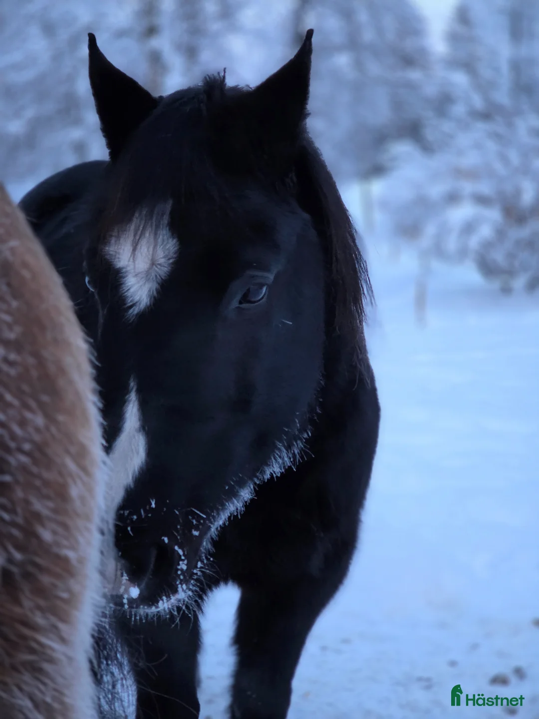Allround hästar till salu: Trevlig valack  i Älvdalen - Annons 2