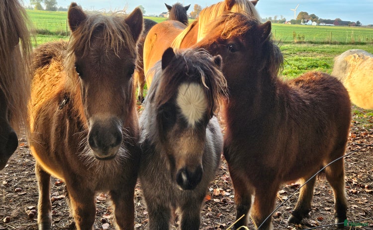  hästar Charmigt miniföl i Teckomatorp - Annons 11