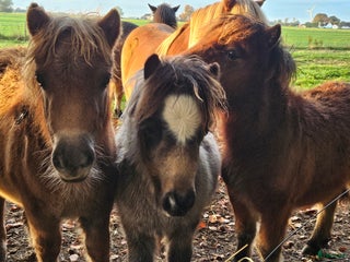 Allround hästar till salu: Charmigt miniföl i Teckomatorp - Annons 1