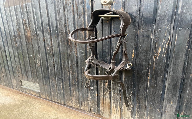 Träns hästutrustning till salu i Linghem - Annons 4