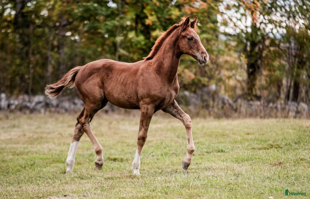 Övrigt hästar sökes: Sällskap till unghingst sökes - Annons 2