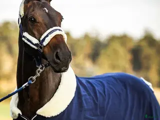 Täcken hästutrustning Equestrian Stockholm täcke, ES täcke i Trångsund - Annons 20