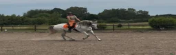 Dressyr hästar till salu: Beautiful and energetic - well trained Lusitano - Annons 3