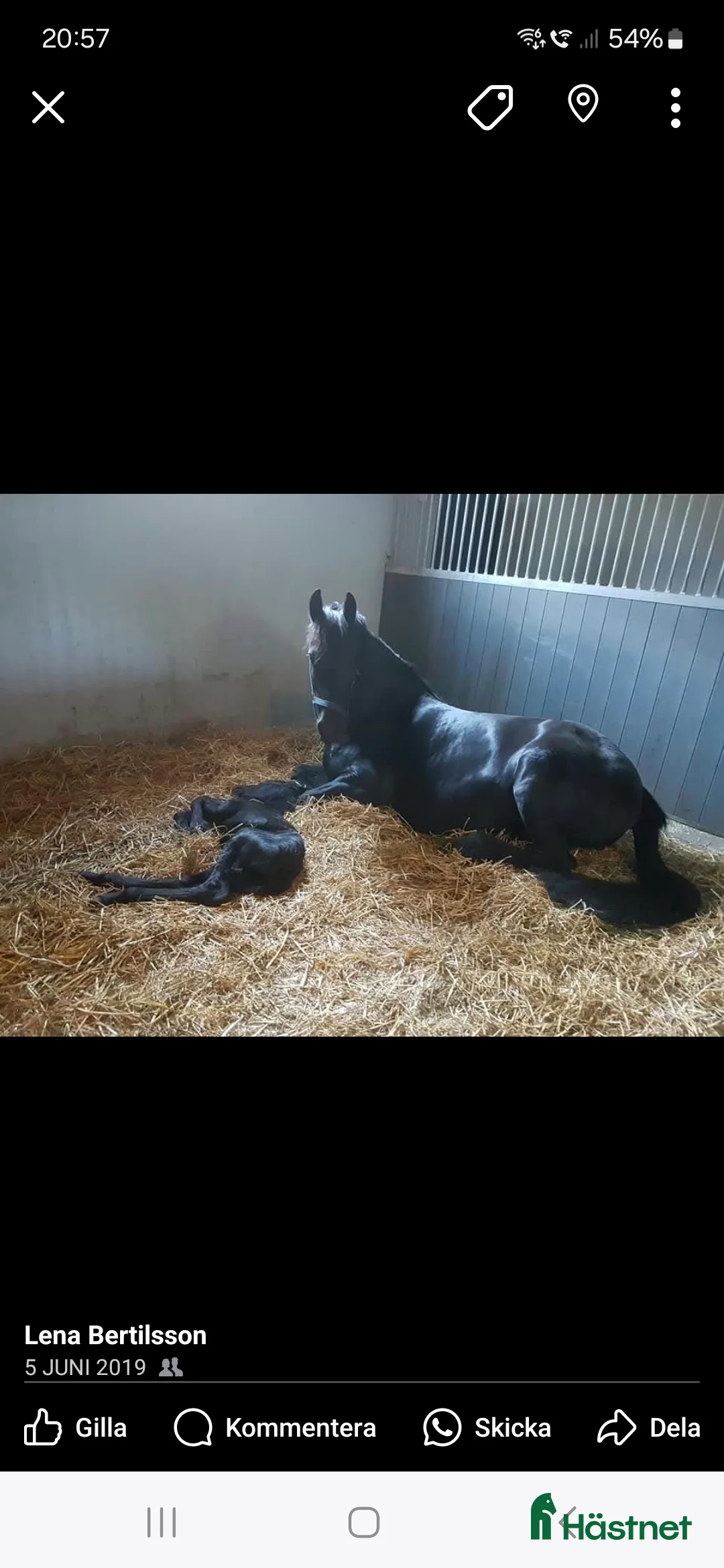 Allround hästar till salu: 2 frieserston i Torsås - Annons 3