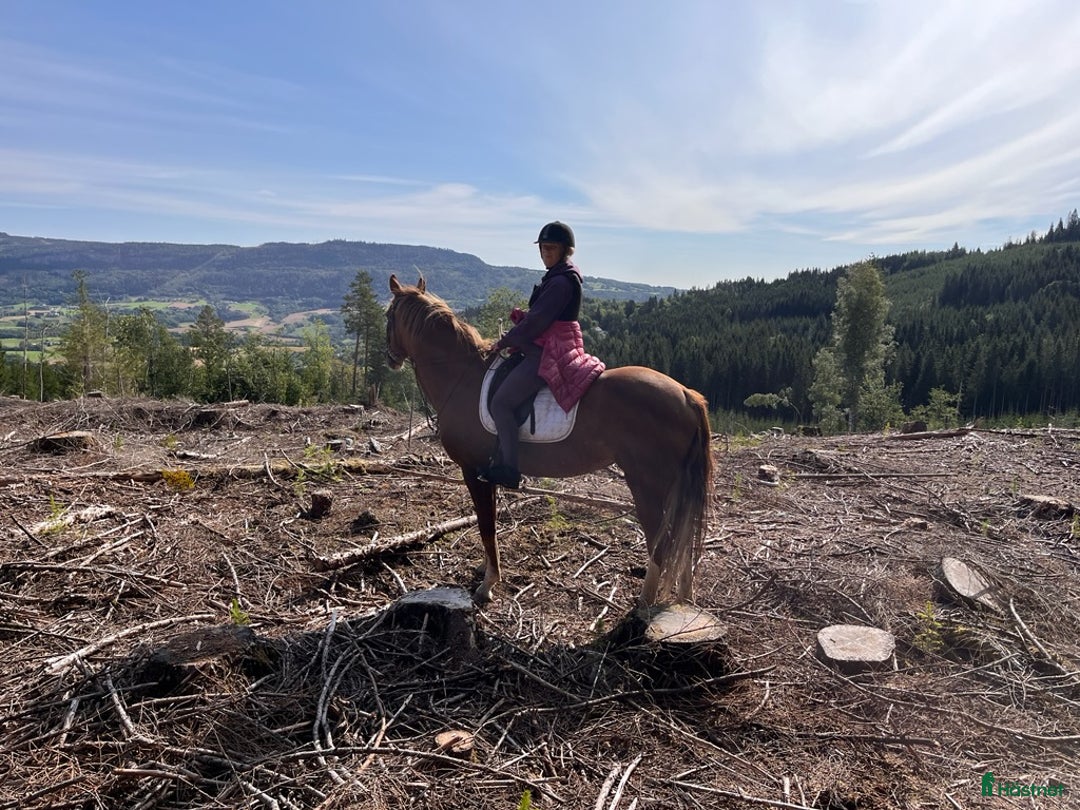 Dressyr hästar till salu: Nydelig liten dressurbetont hoppe i Lier - Bild 10