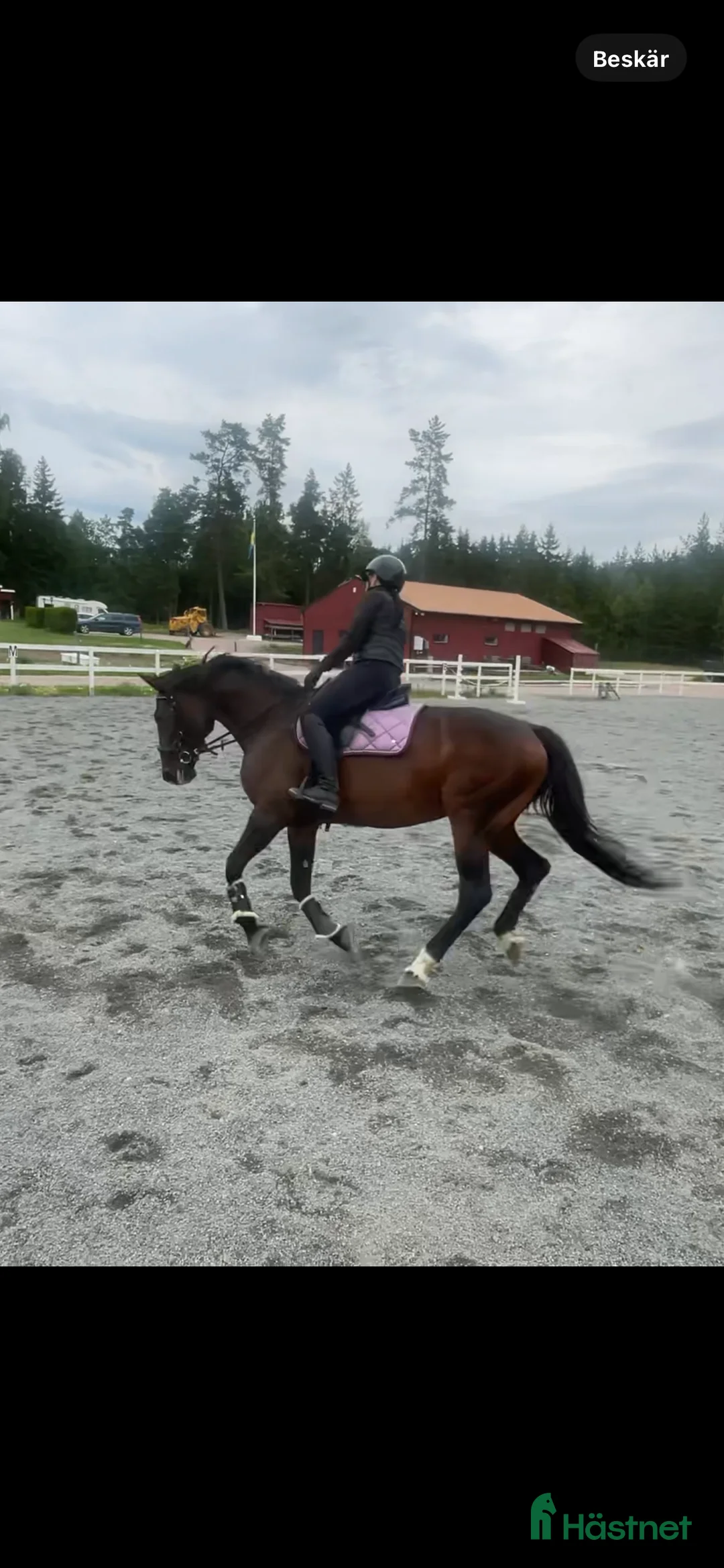 Allround hästar till salu: 🌟 Vackert sto med potential  Vanessa streamline🌟 - Annons 2