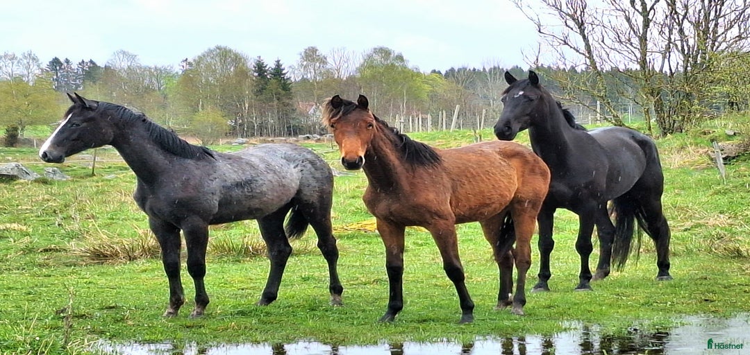 Galleribild {{count}}