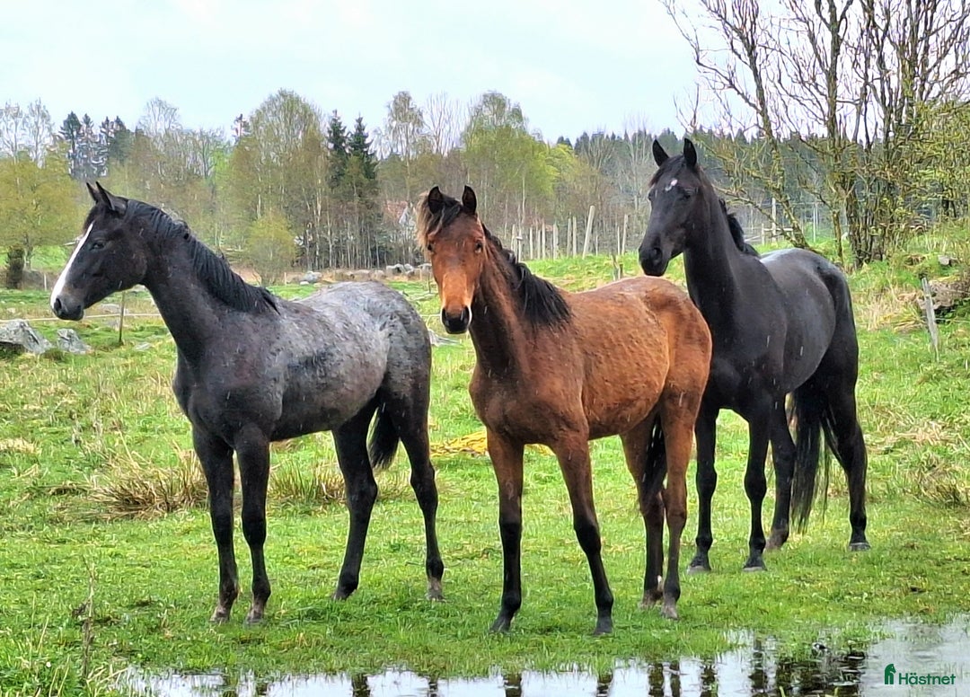 Galleribild {{count}}