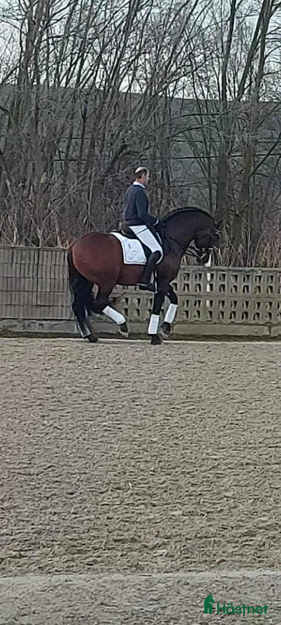 Working Equitation hästar till salu: Top ren Escalera Grand Prix PRE hingst i Guadarrama - Bild 4