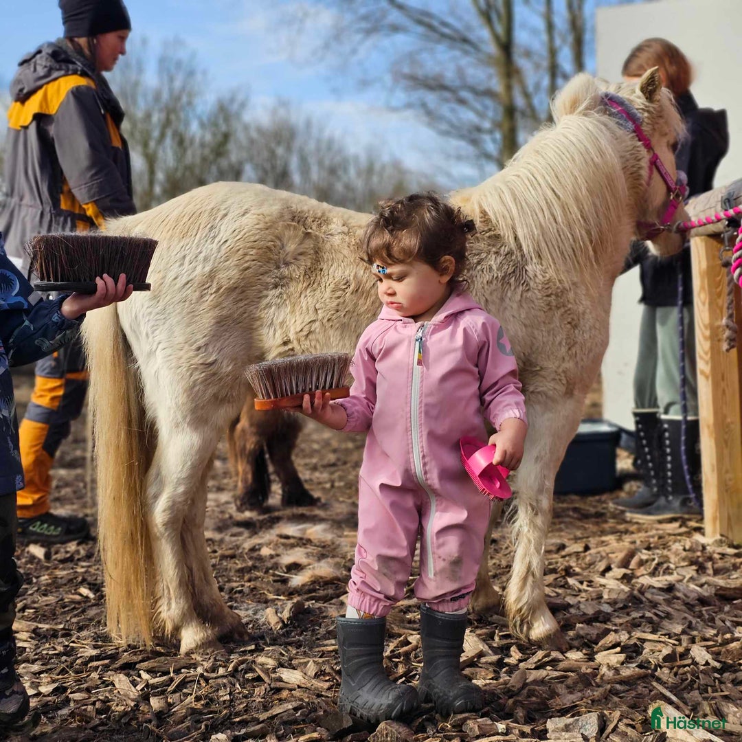 Övrigt hästar till salu: Amerikanskt Miniatyr Sto  i Långås - Annons 2