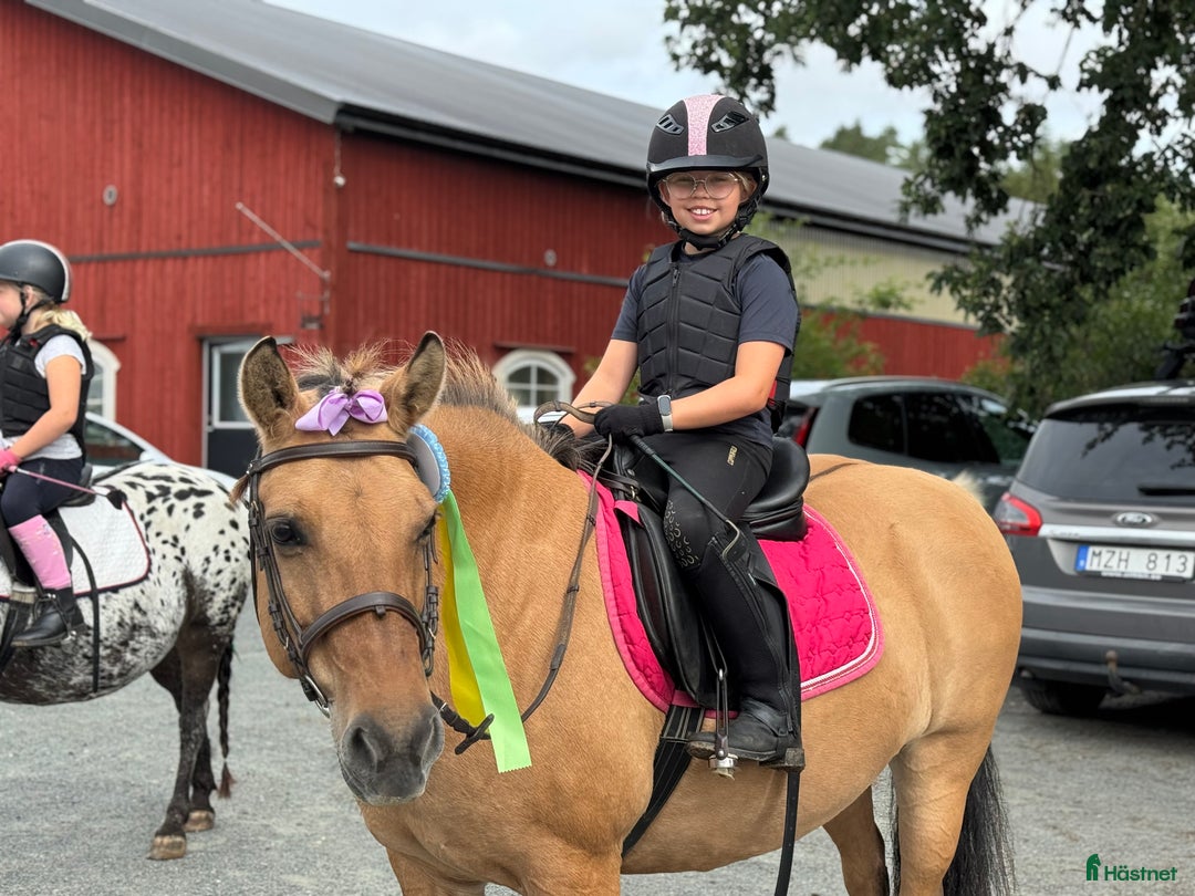  hästservice finnes: Julklappstips! Ridläger sommaren 2026 i Lidköping - Annons 29