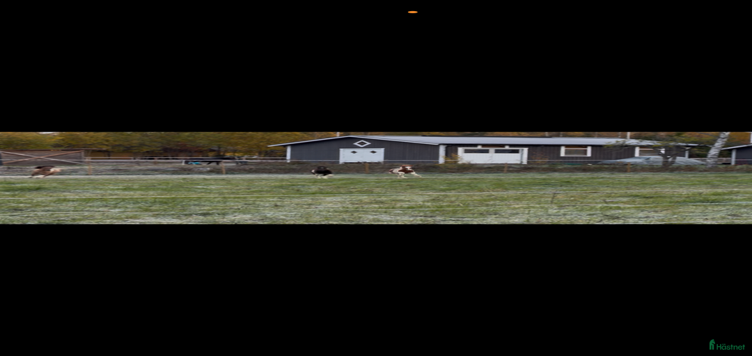 Galleribild {{count}}