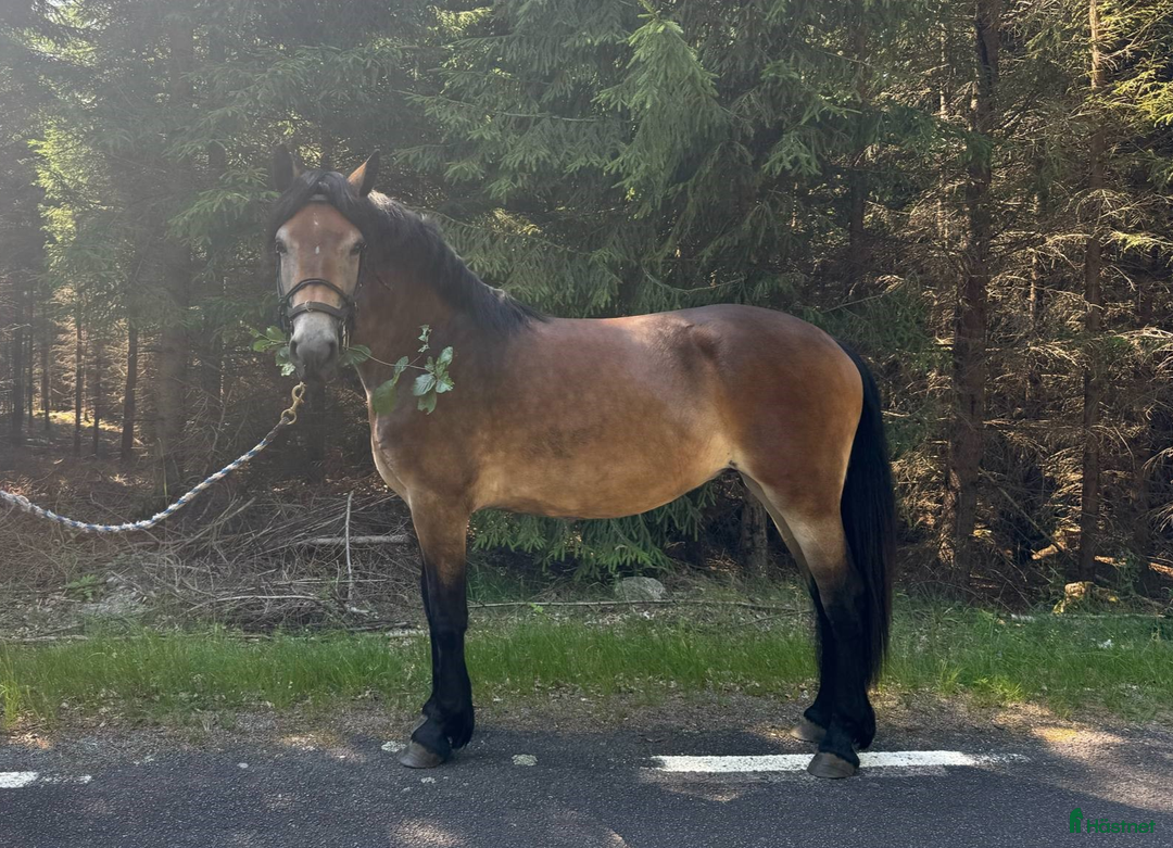 Allround hästar till salu: Lovande Nordsvenskt sto för ridning och sällskap i Broby - Bild 1