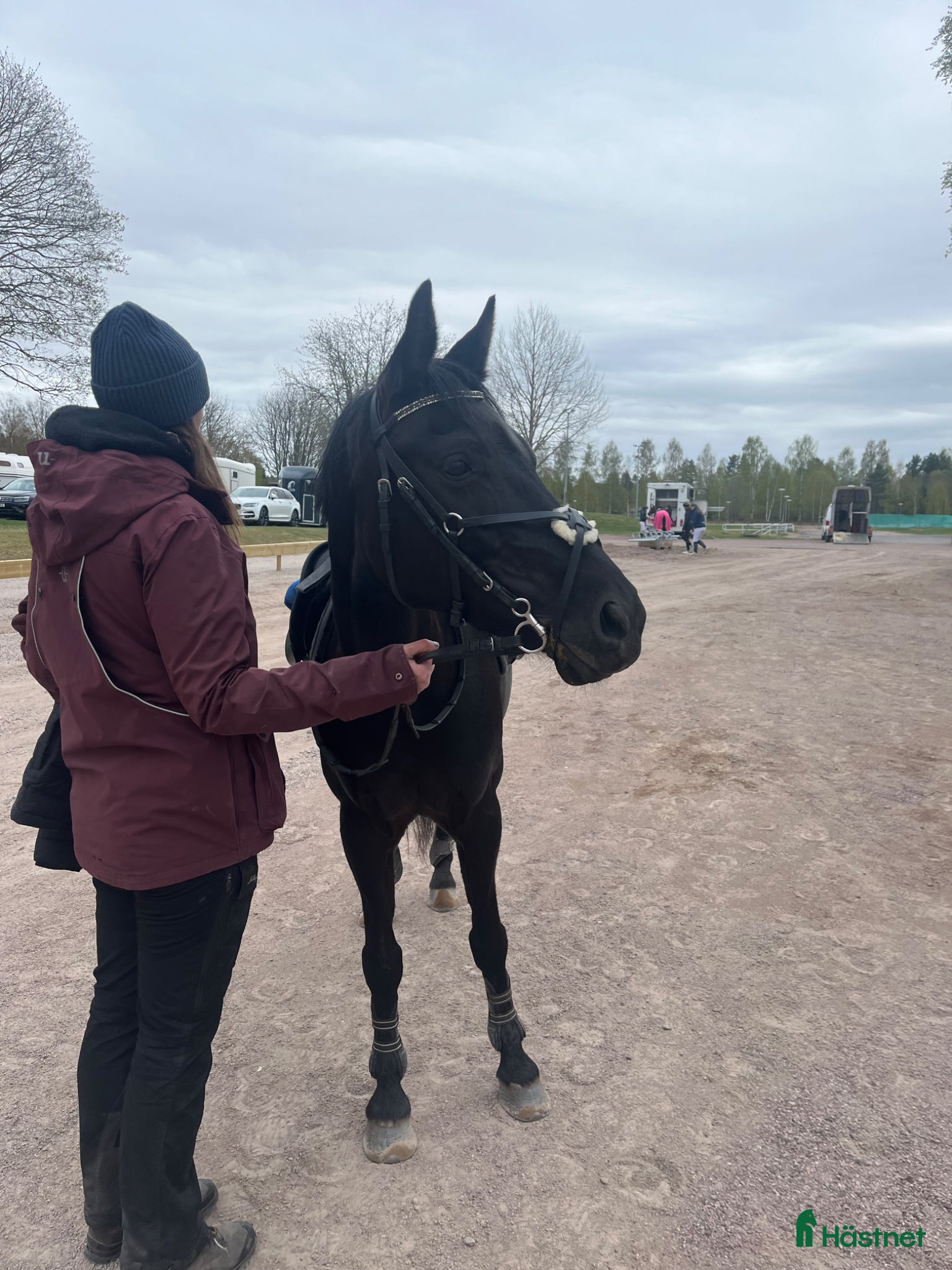 Allround hästar till salu: Trevligt allroundsto i Malung - Annons 2