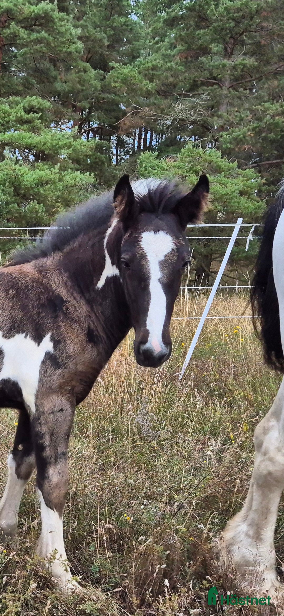 Allround hästar till salu: Blivande rid,körhäst och bästa kompis i Mörbylånga - Annons 4