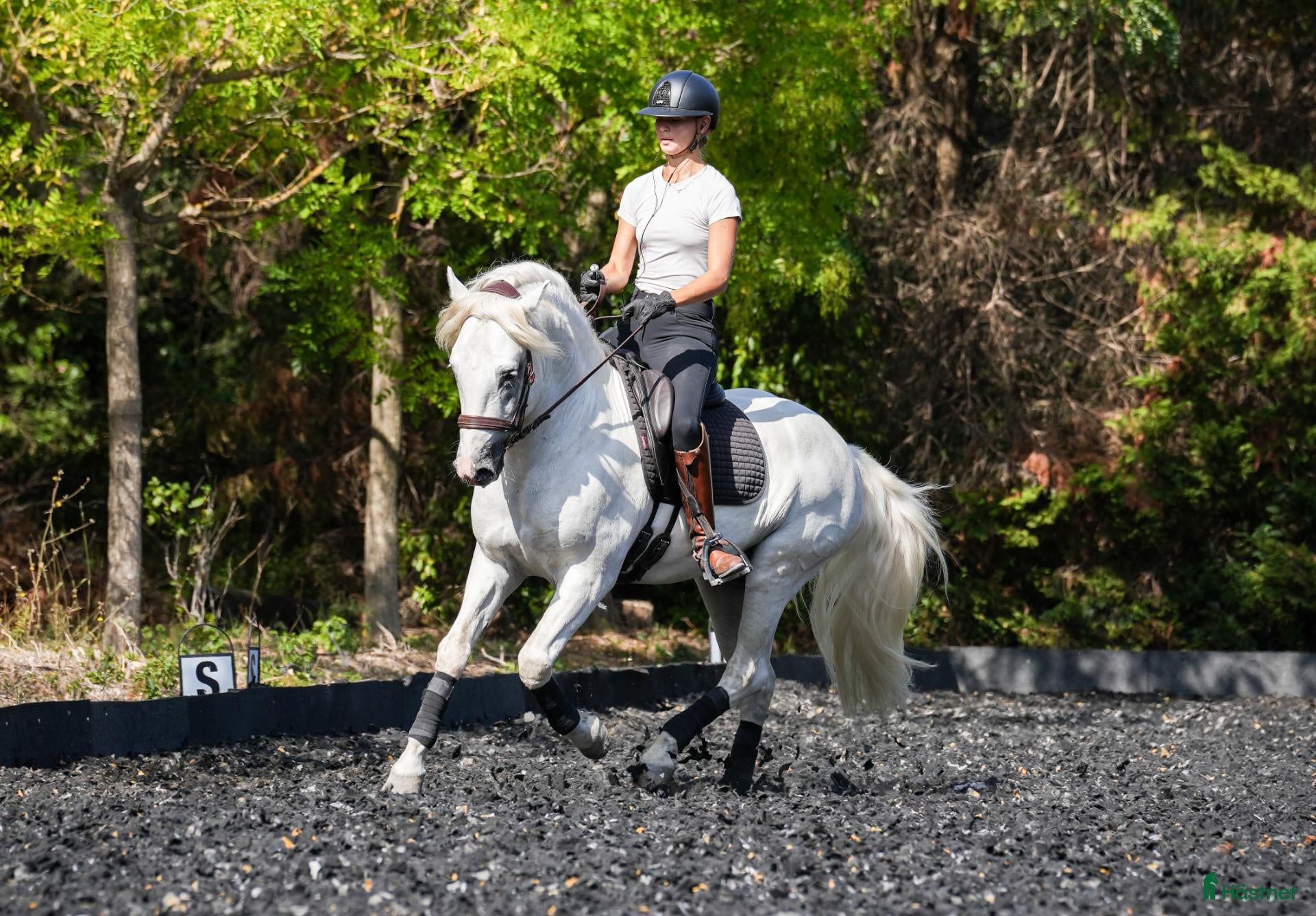  hästar Schoolmaster Camargue - Annons 12