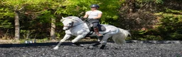 Dressyr hästar till salu: Schoolmaster Camargue i Stockholm - Annons 1