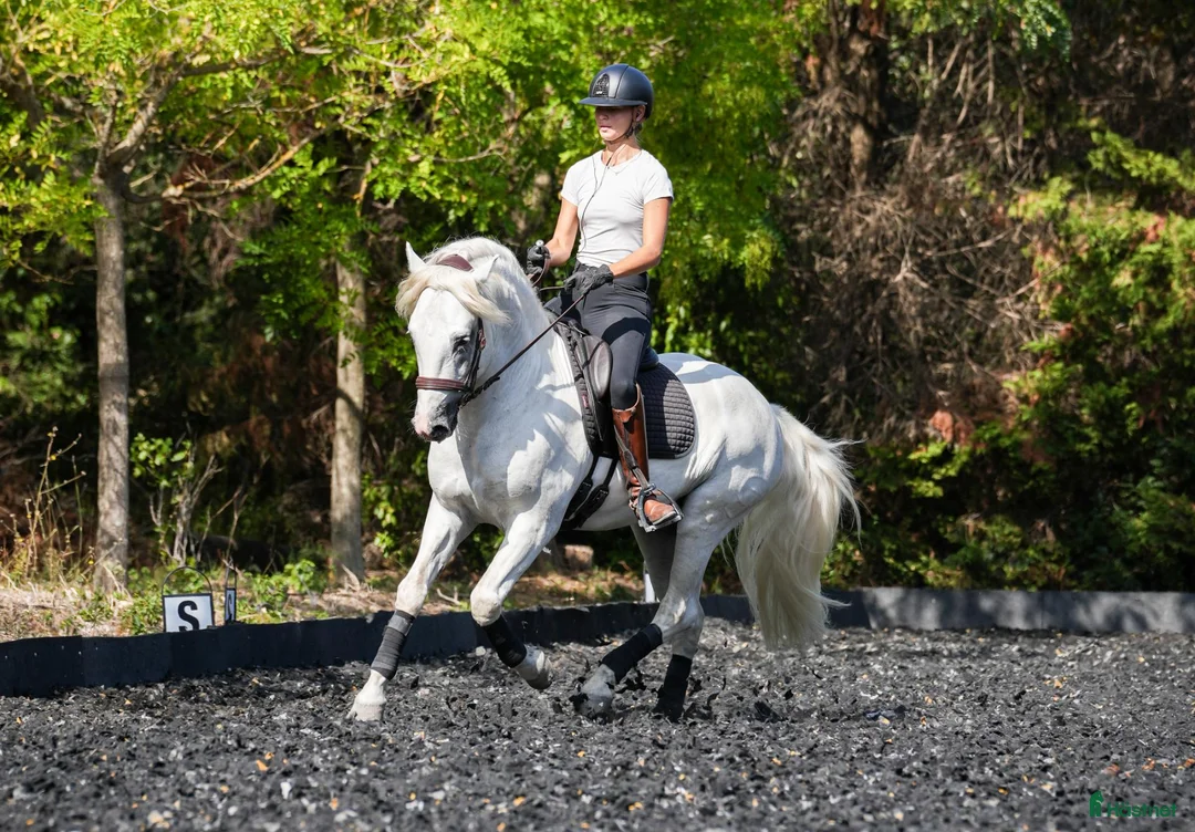 Dressyr hästar till salu: Schoolmaster Camargue i Stockholm - Annons 1