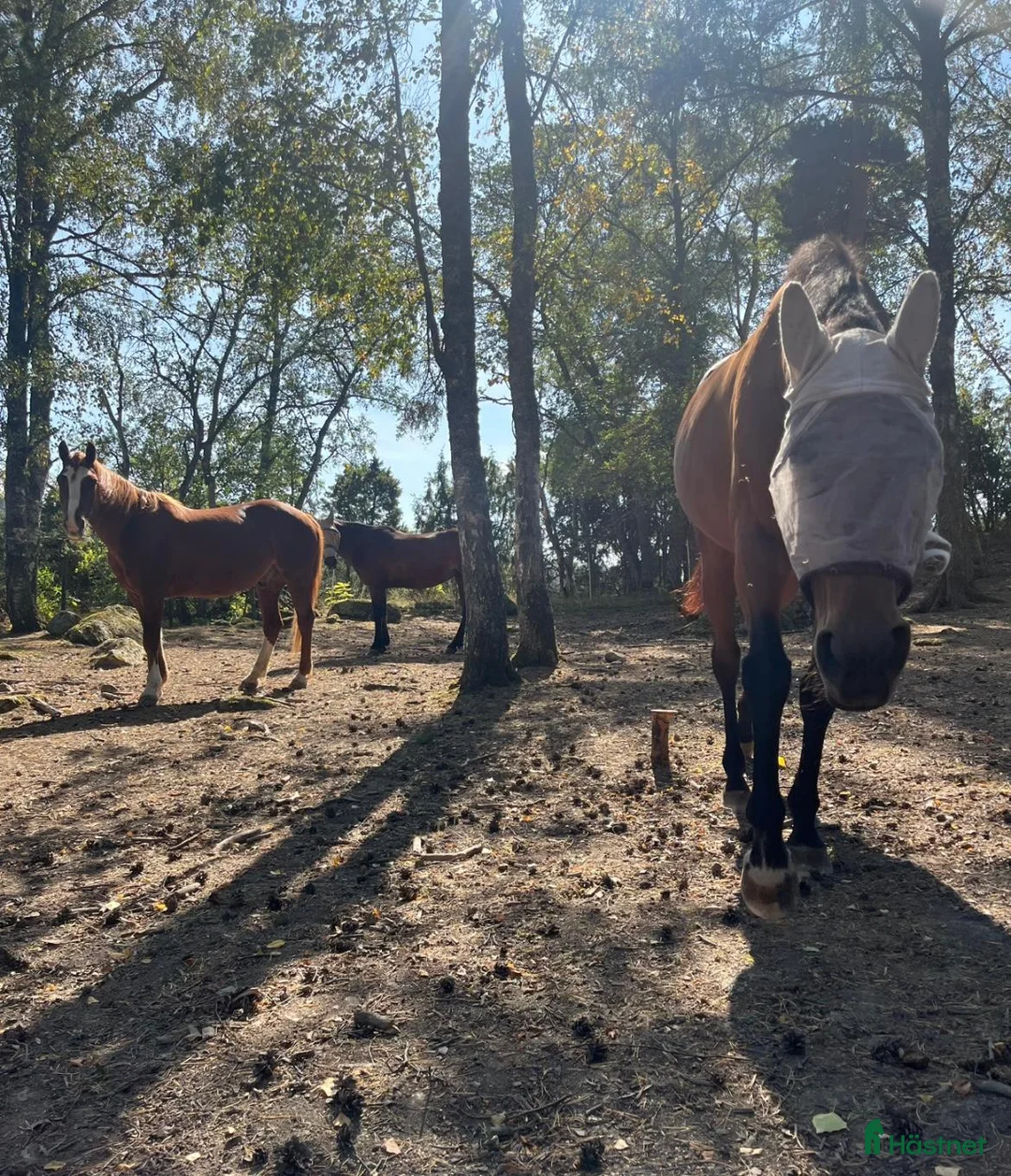  stallplats finnes: Ledig boxplats för fånghäst! - Annons 2