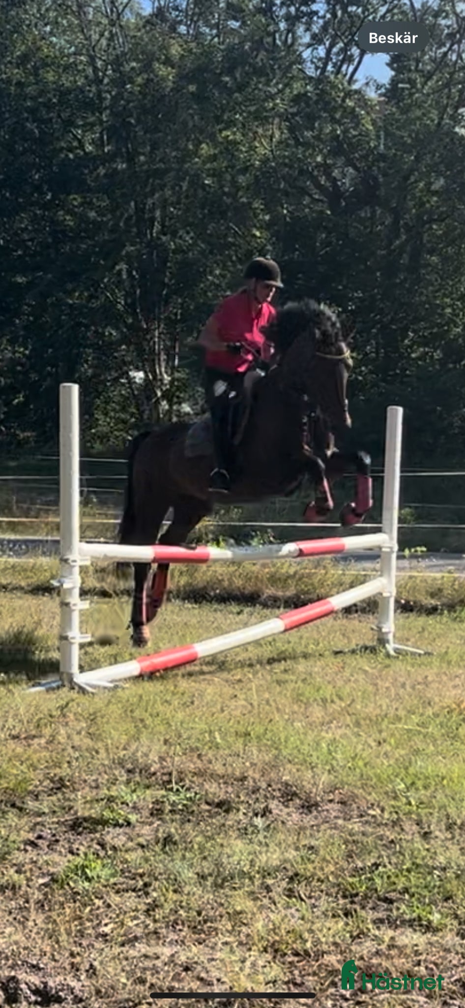  hästar Till uteritt / hoppning  - Annons 13