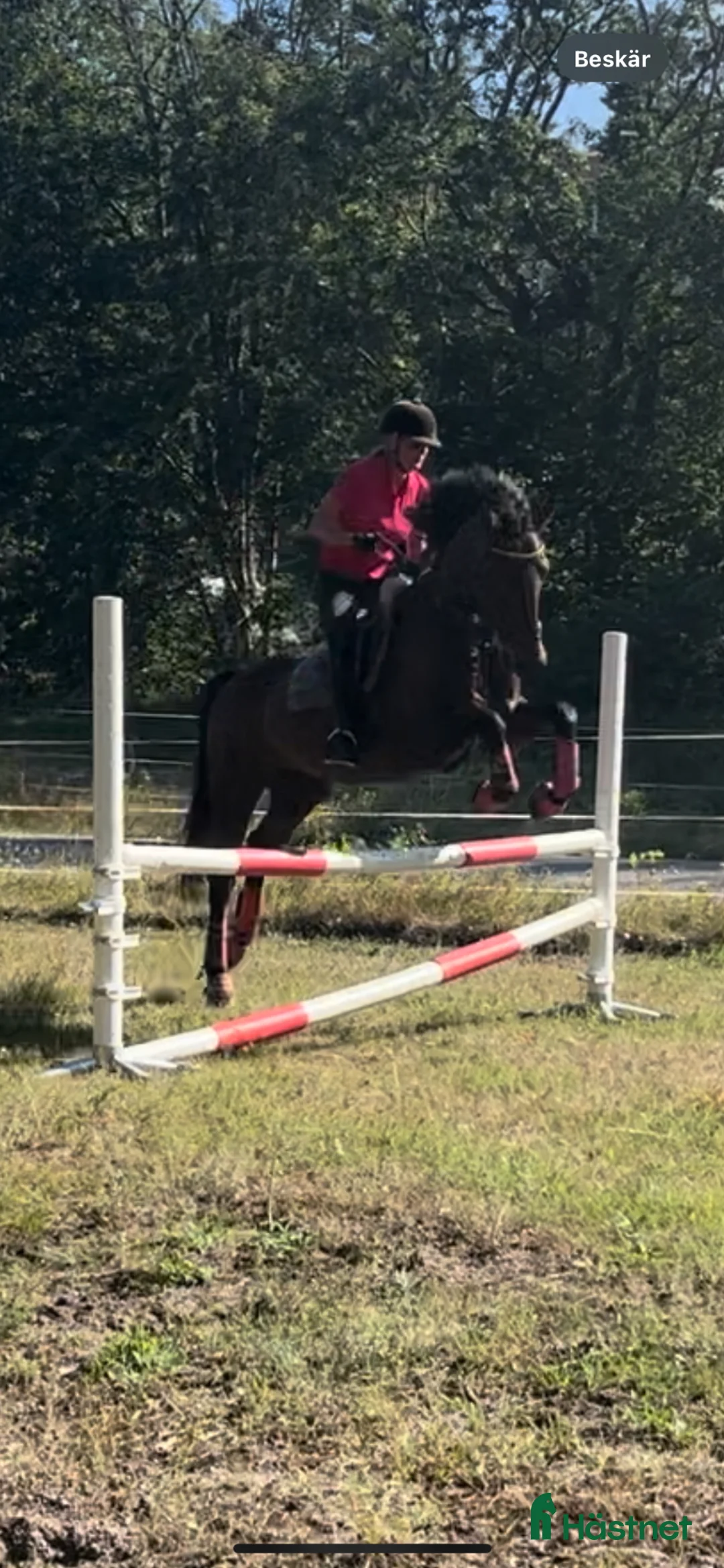 Allround hästar till salu: Till uteritt / hoppning  - Annons 1