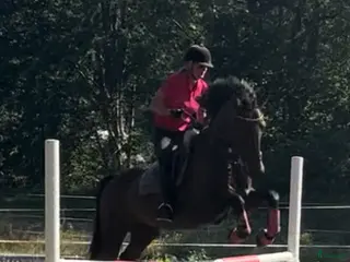 hästar Till uteritt / hoppning - Annons 13