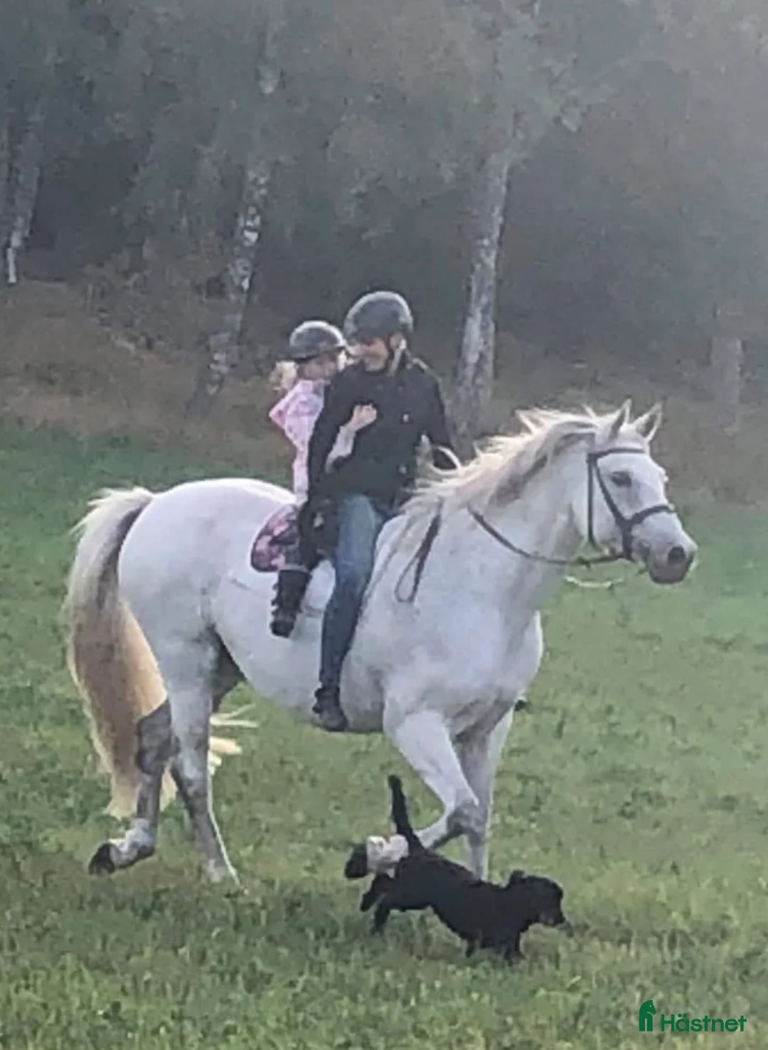 Galleribild {{count}}