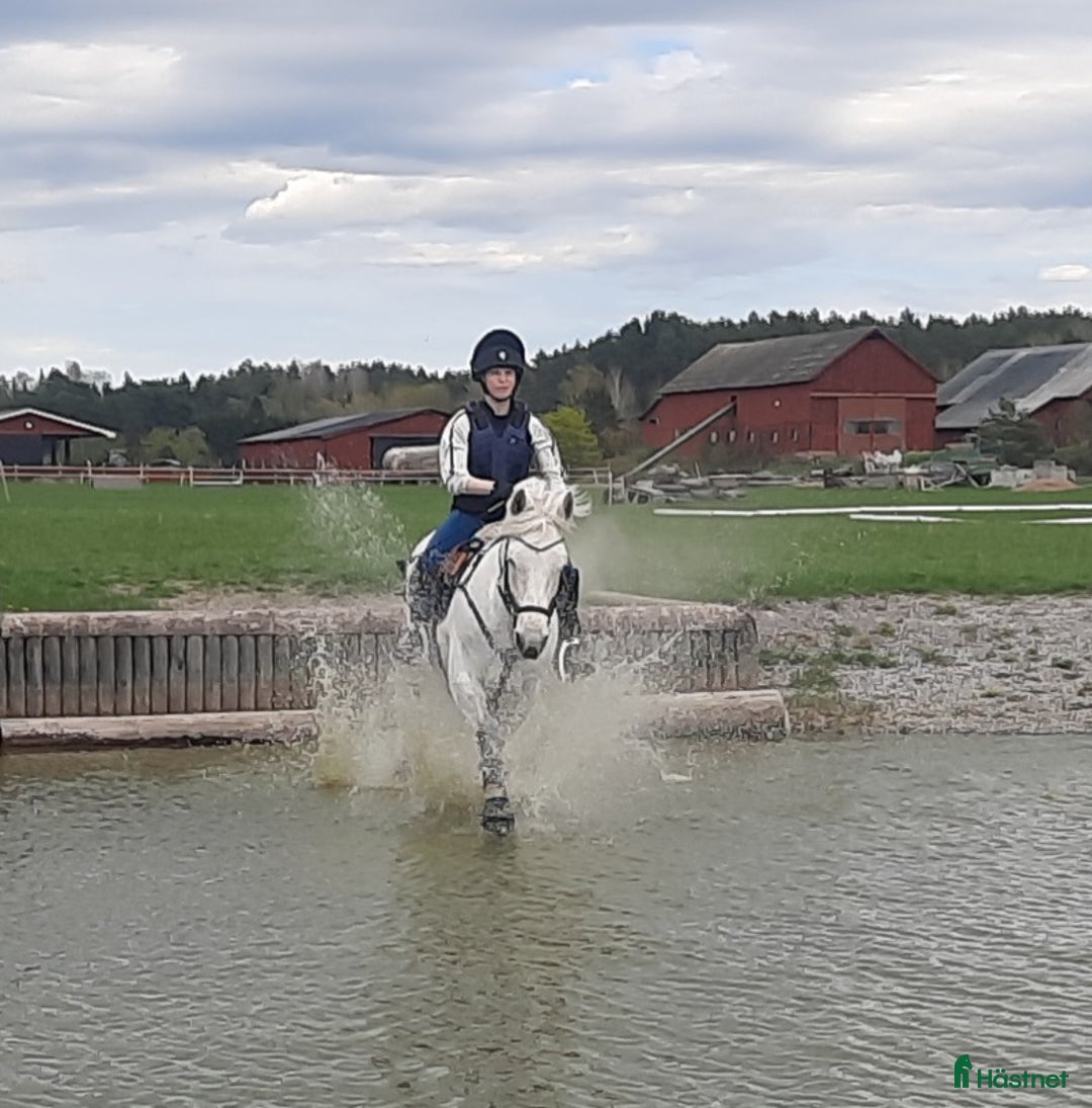 Fälttävlan hästar till salu: Cool allround ponny i Norrala - Bild 4