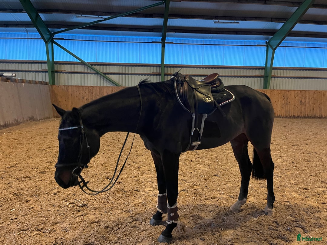 Hoppning hästar till salu: Drömhästen finns här! SÅLD! i Höör - Annons 2