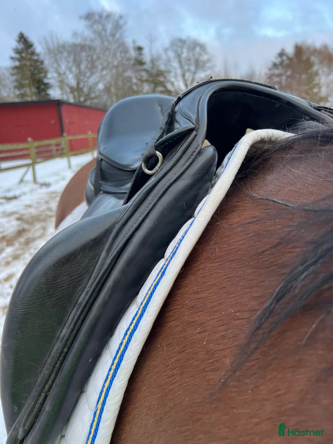 Sadlar hästutrustning till salu: Meyers dressyrsadel - Annons 5