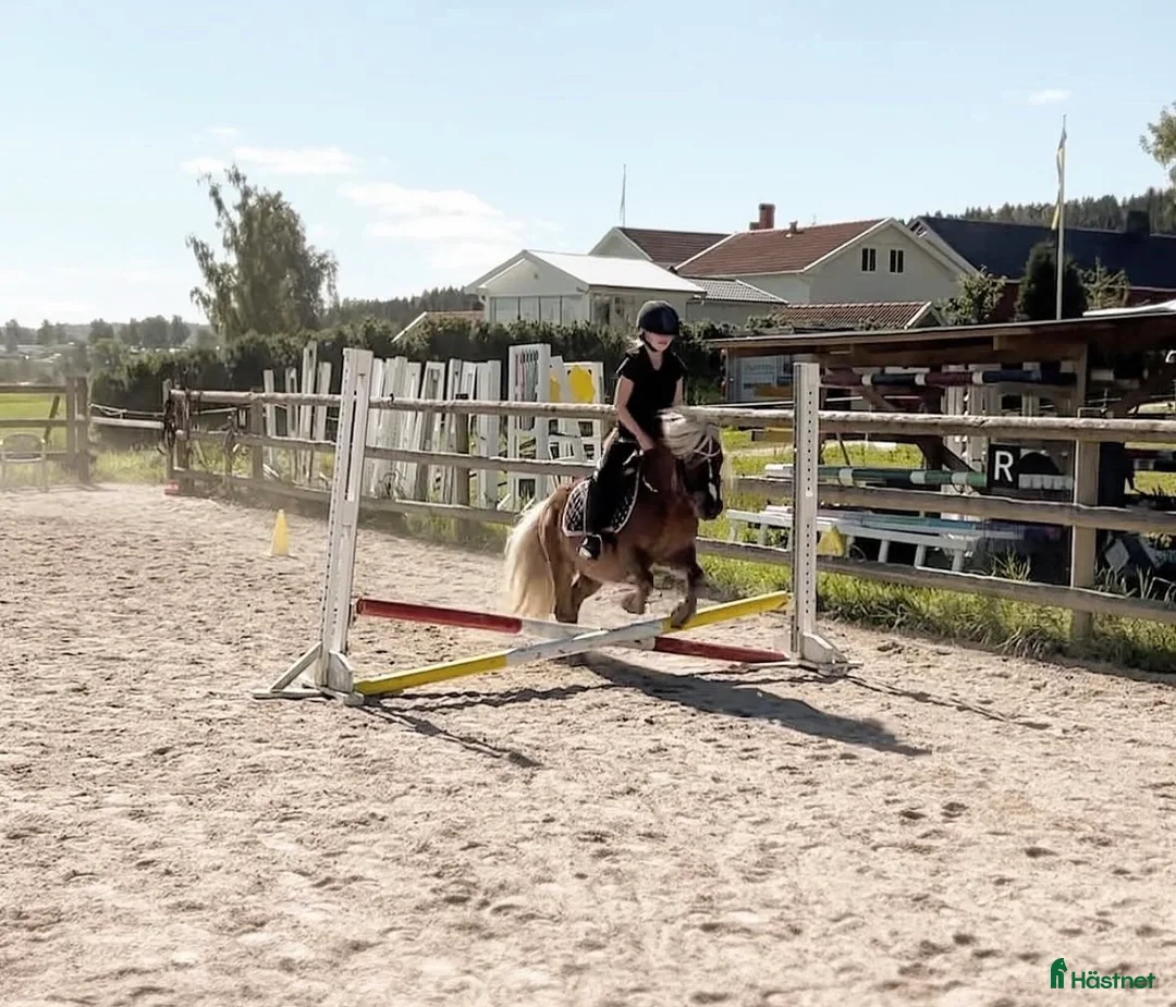 Allround hästar till salu: Välutbildad och genomsnäll! - Annons 3
