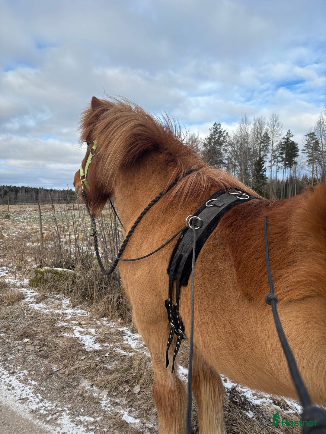  foderhäst finnes: Shettis och islandshäst lånas ut till rätt hem!  i Kristinehamn - Annons 4